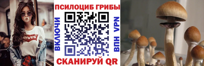 Псилоцибиновые грибы Psilocybe  Купить где  Волгореченск 